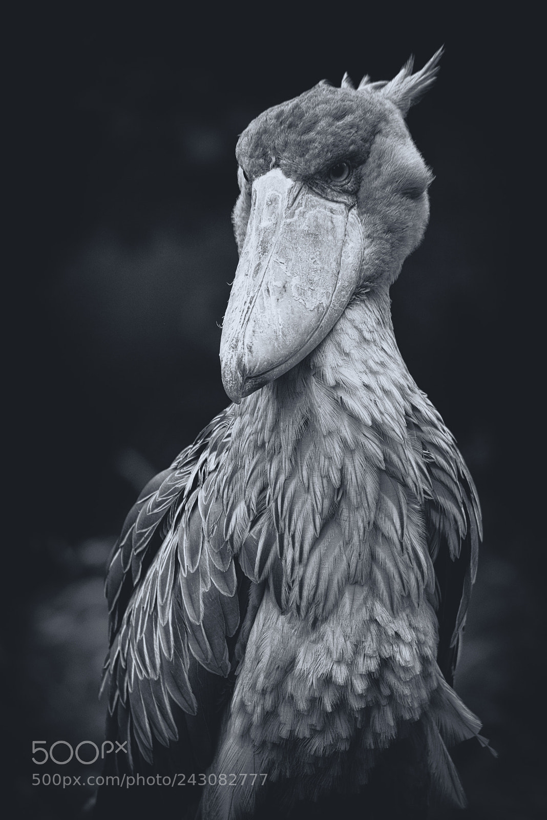 Nikon D800 sample photo. Schuhschnabel shoebill photography
