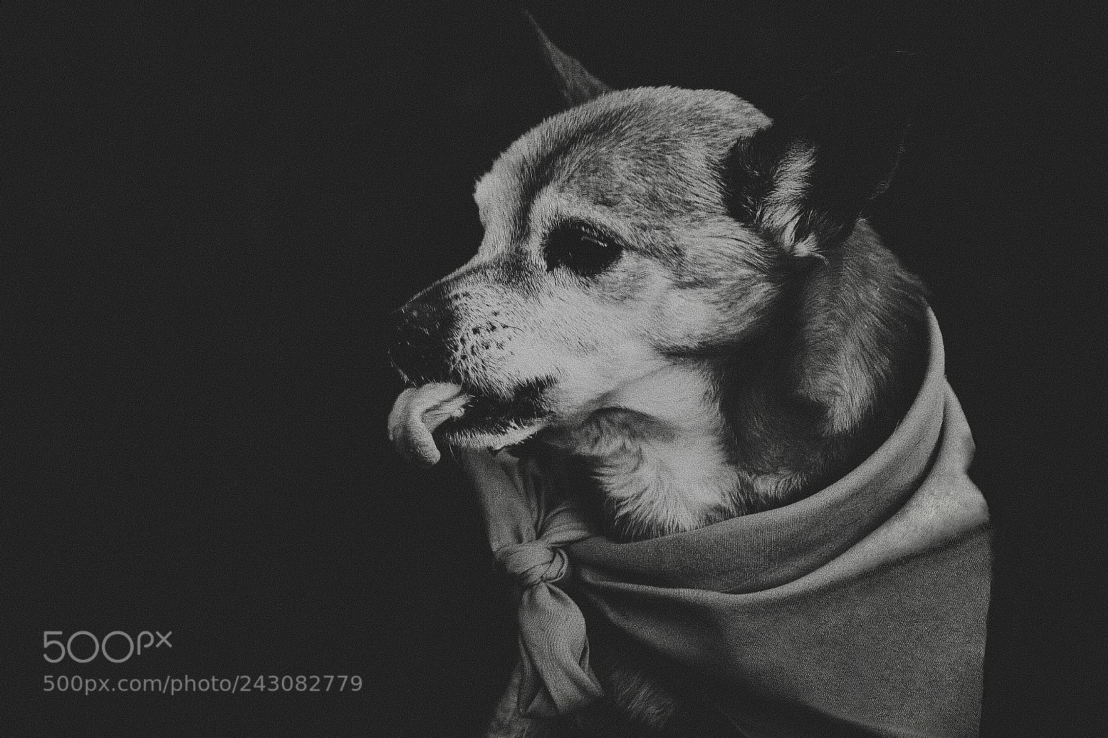 Fujifilm X-T20 sample photo. Handsome in black photography