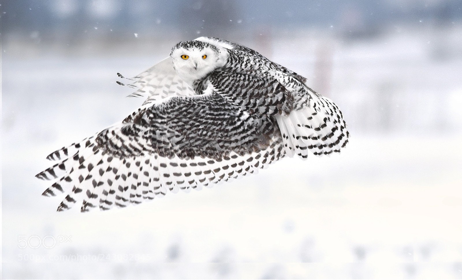 Nikon D5500 sample photo. Snowy owl - rural photography