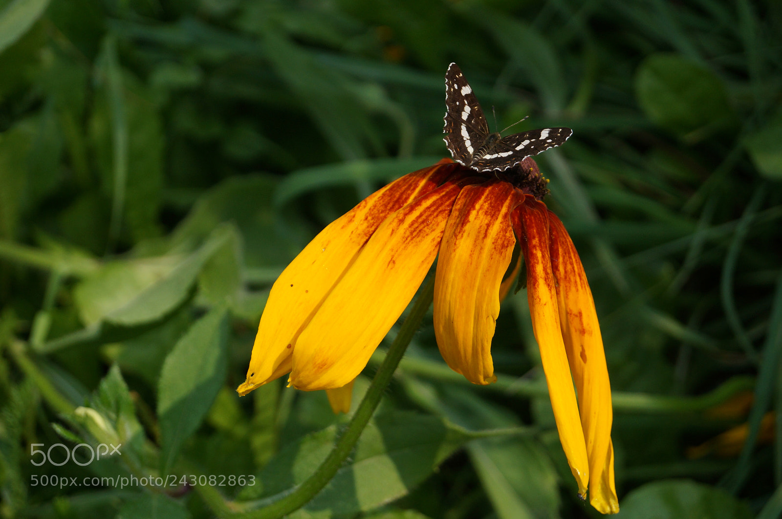 Sony SLT-A57 sample photo. Untitled photography
