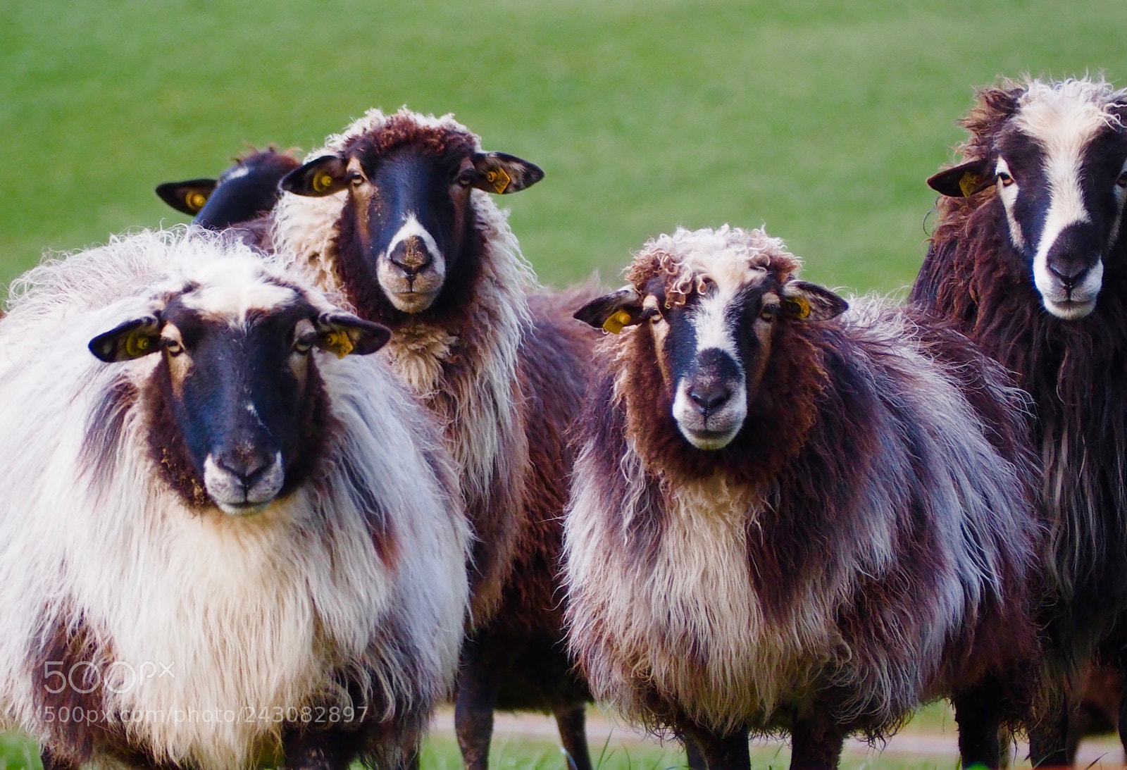 Olympus OM-D E-M5 II sample photo. Curious bavarian field sheep photography
