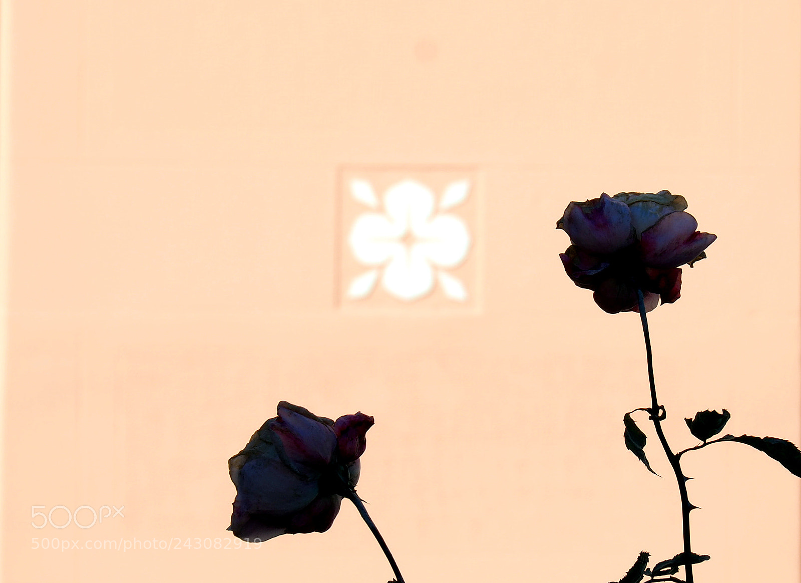 Olympus OM-D E-M5 II sample photo. Flors photography