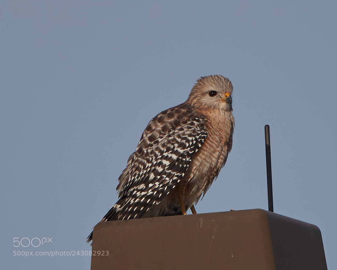 Canon EOS-1D X Mark II sample photo. 01-19-18-9999_187 1.jpg photography