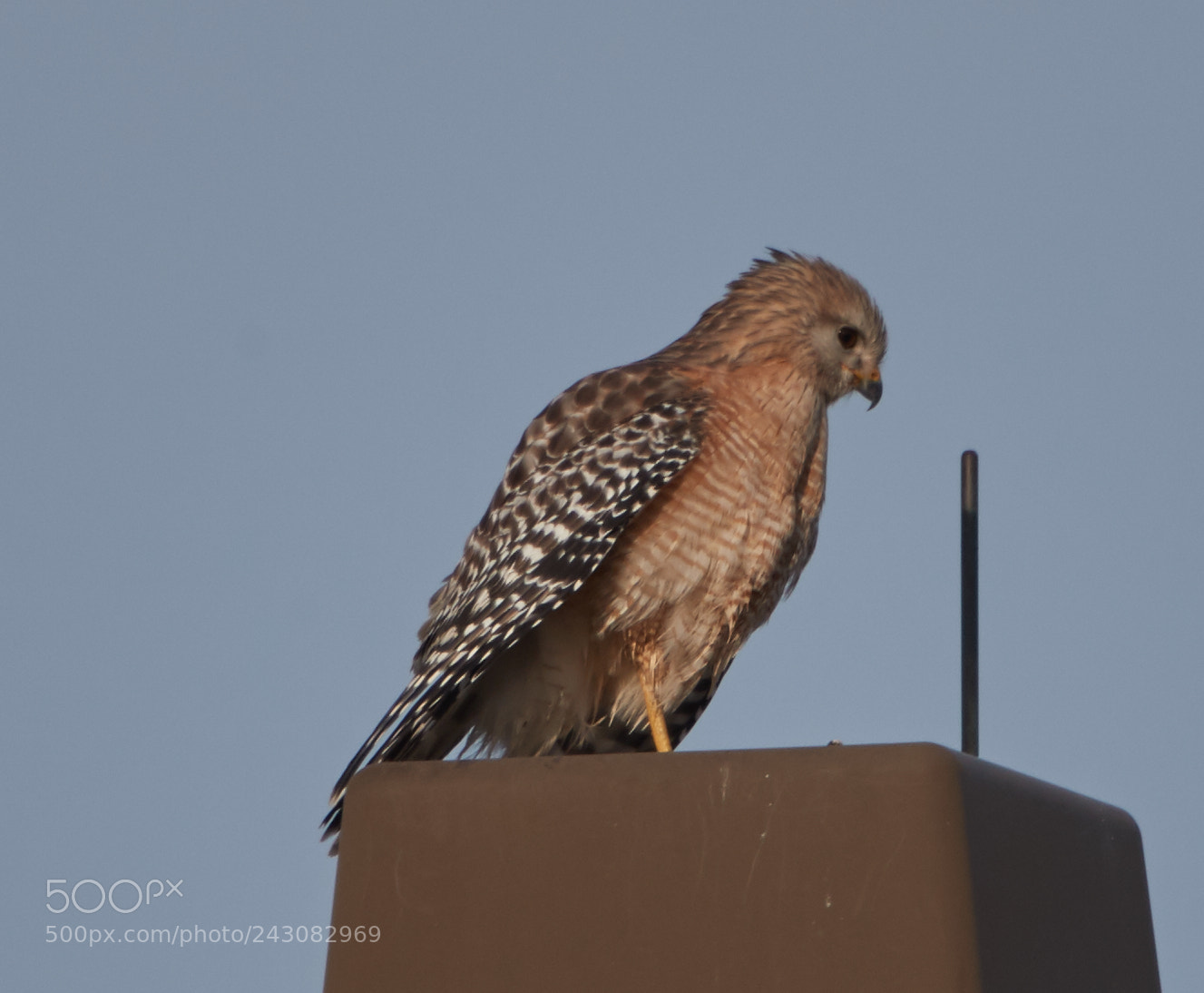 Canon EOS-1D X Mark II sample photo. 01-19-18-9999_191.jpg photography