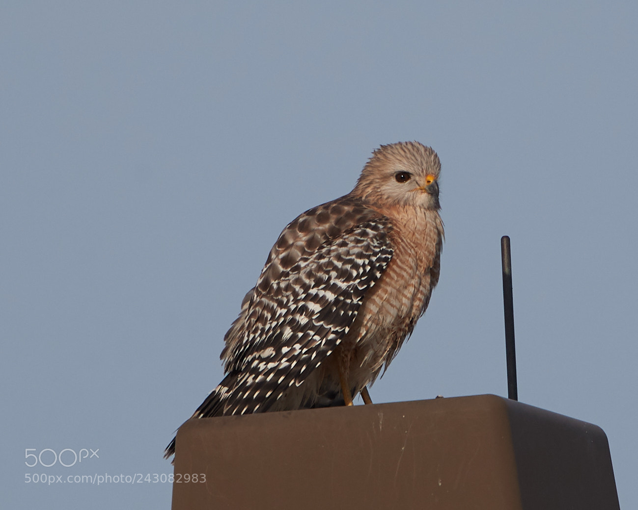 Canon EOS-1D X Mark II sample photo. 01-19-18-9999_187.jpg photography