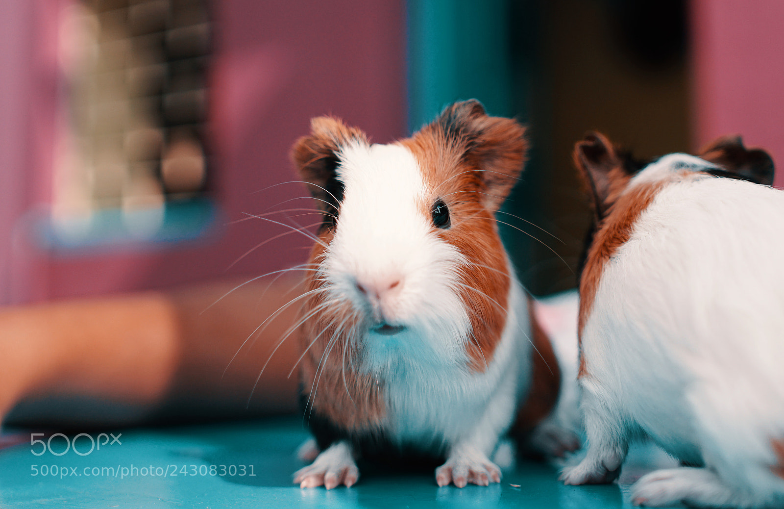 Sony a6300 sample photo. Cute hamster photography