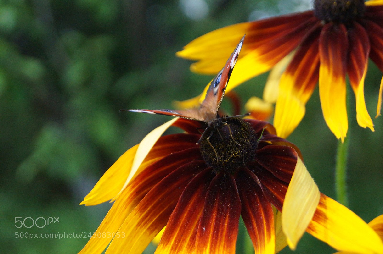 Sony SLT-A57 sample photo. Untitled photography