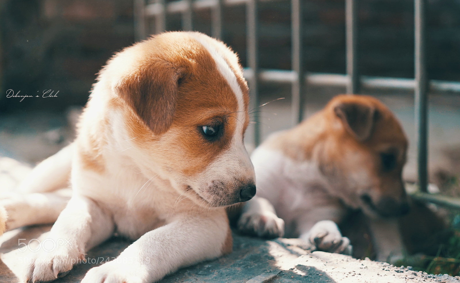 Sony a6300 sample photo. Copy cat photography