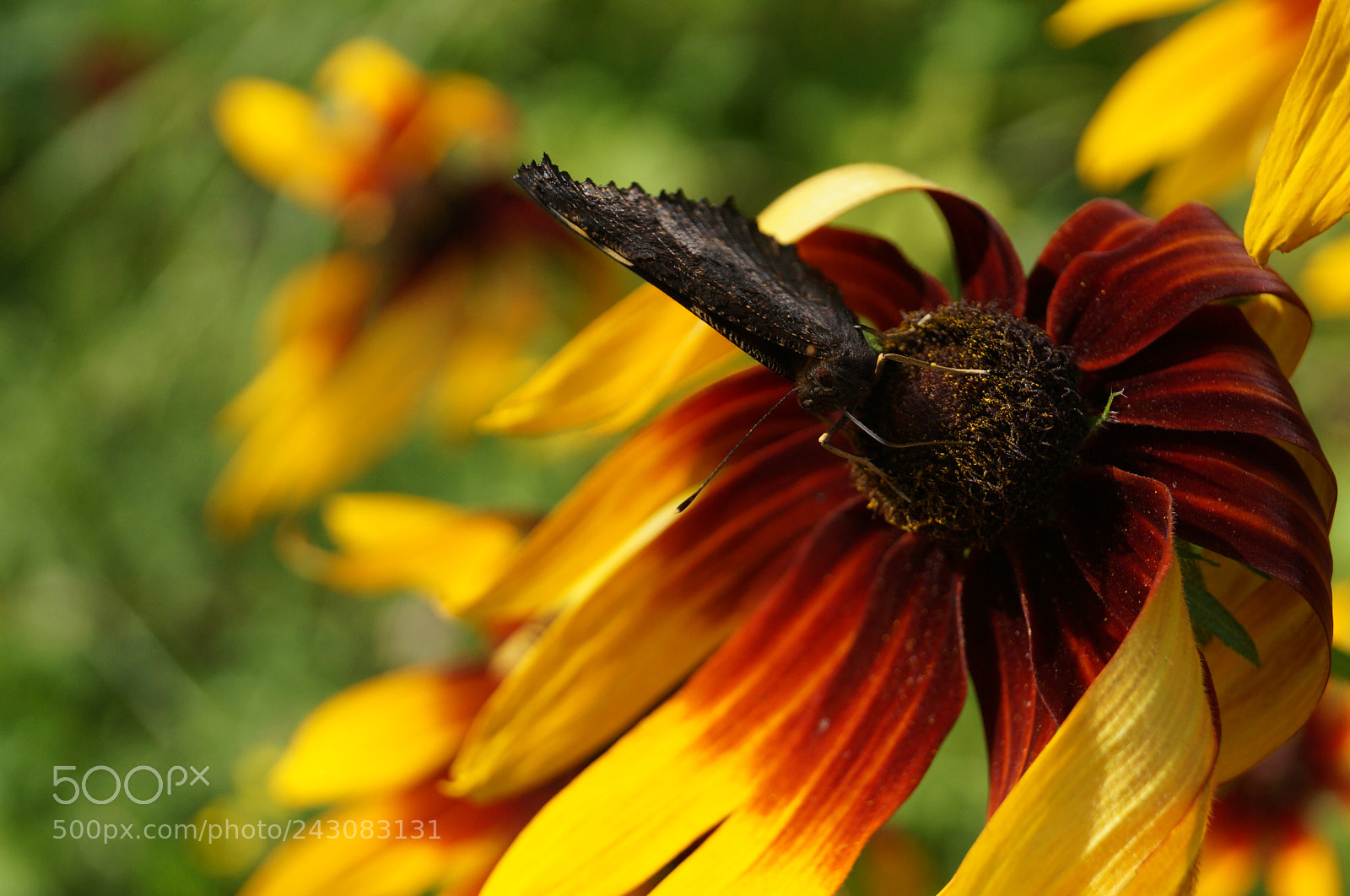 Sony SLT-A57 sample photo. Untitled photography