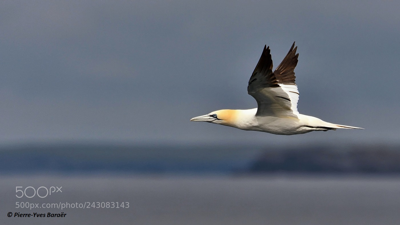 Nikon D500 sample photo. Gannet on hurry photography