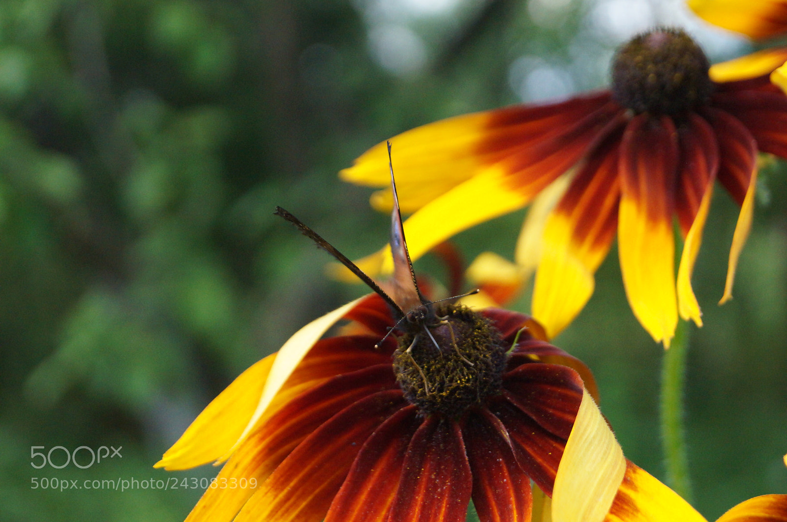 Sony SLT-A57 sample photo. Untitled photography