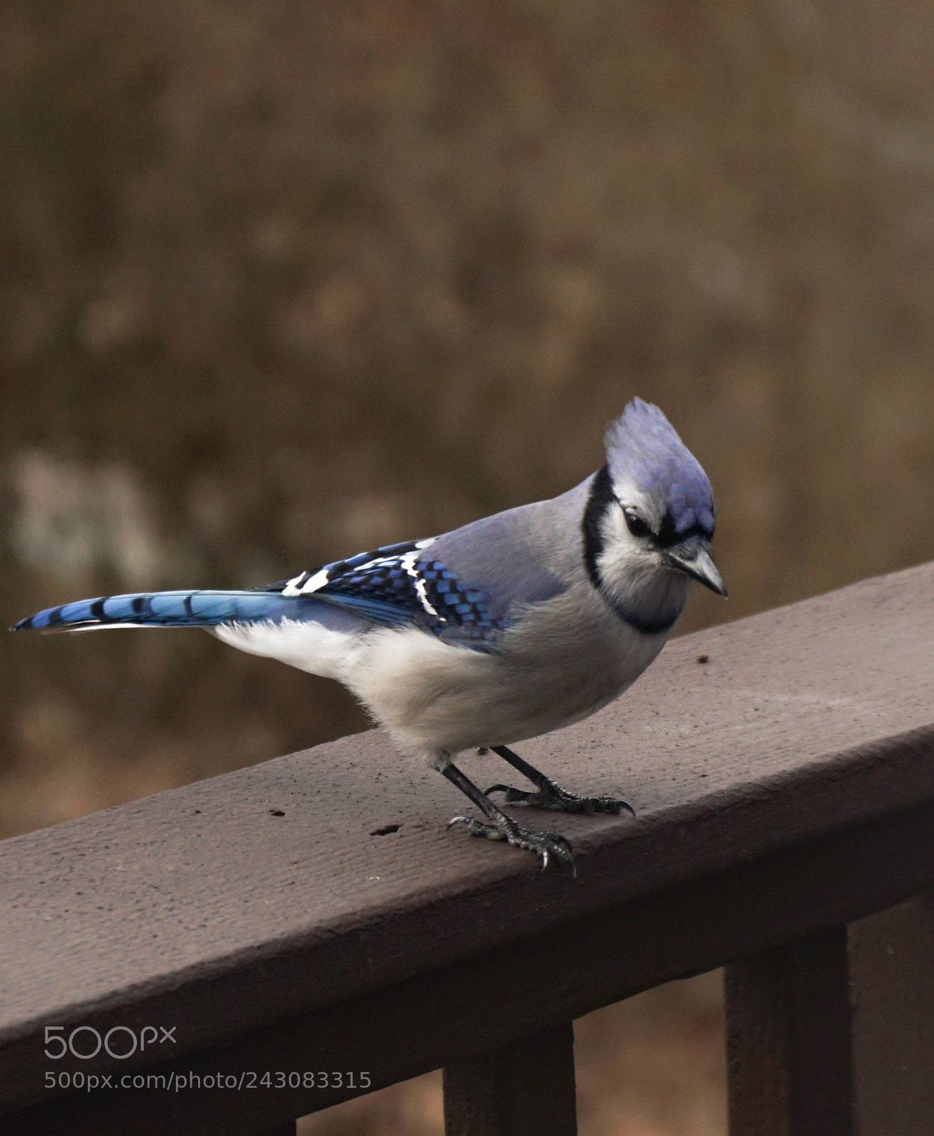 Sony a6300 sample photo. My backyard bird obsession photography