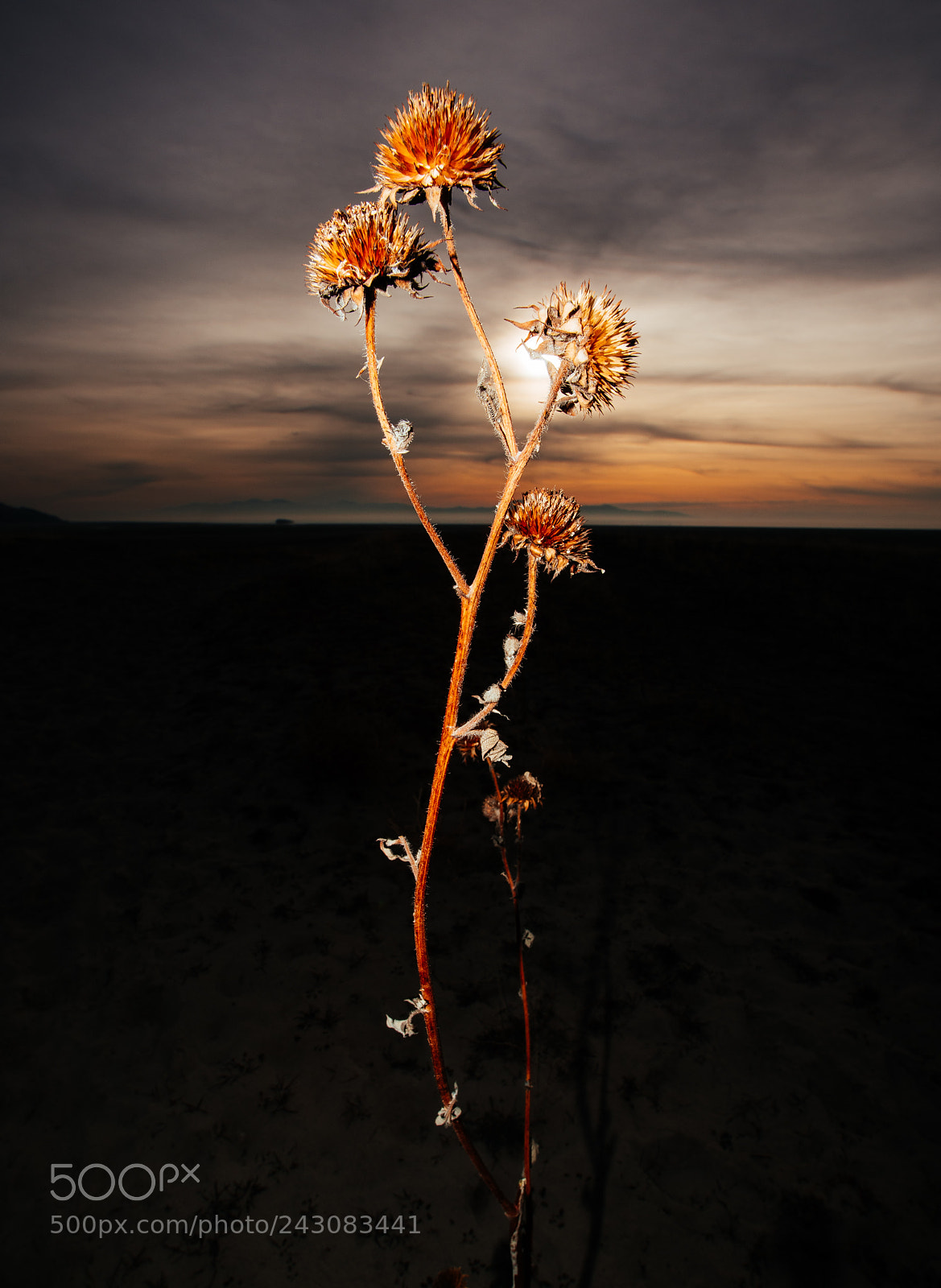 Nikon D810 sample photo. Flashed photography