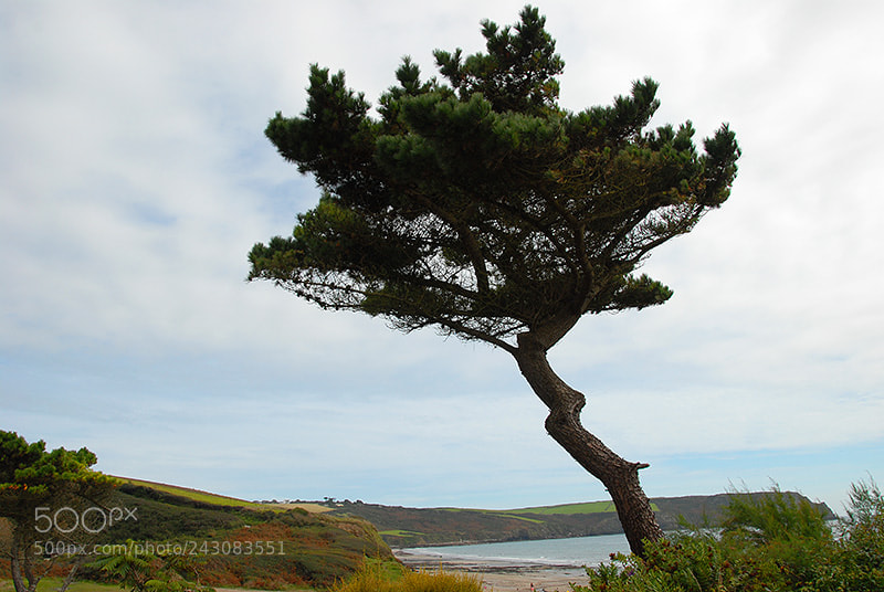 Nikon D200 sample photo. The roseland heritage coast photography