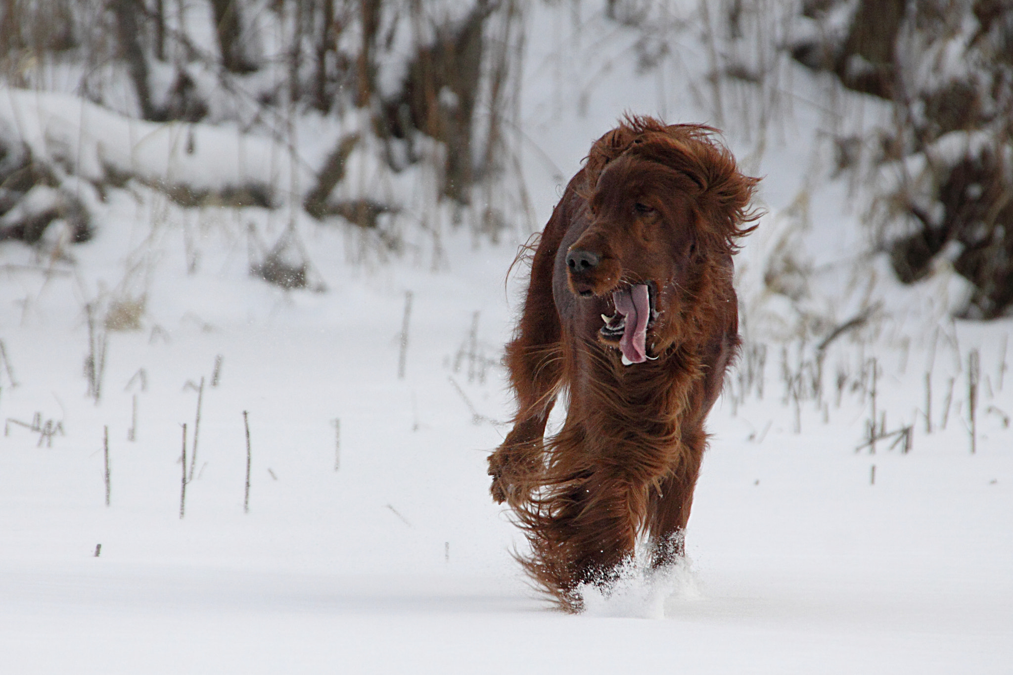 Sigma 18-250mm F3.5-6.3 DC OS HSM sample photo. Freedom !!! photography