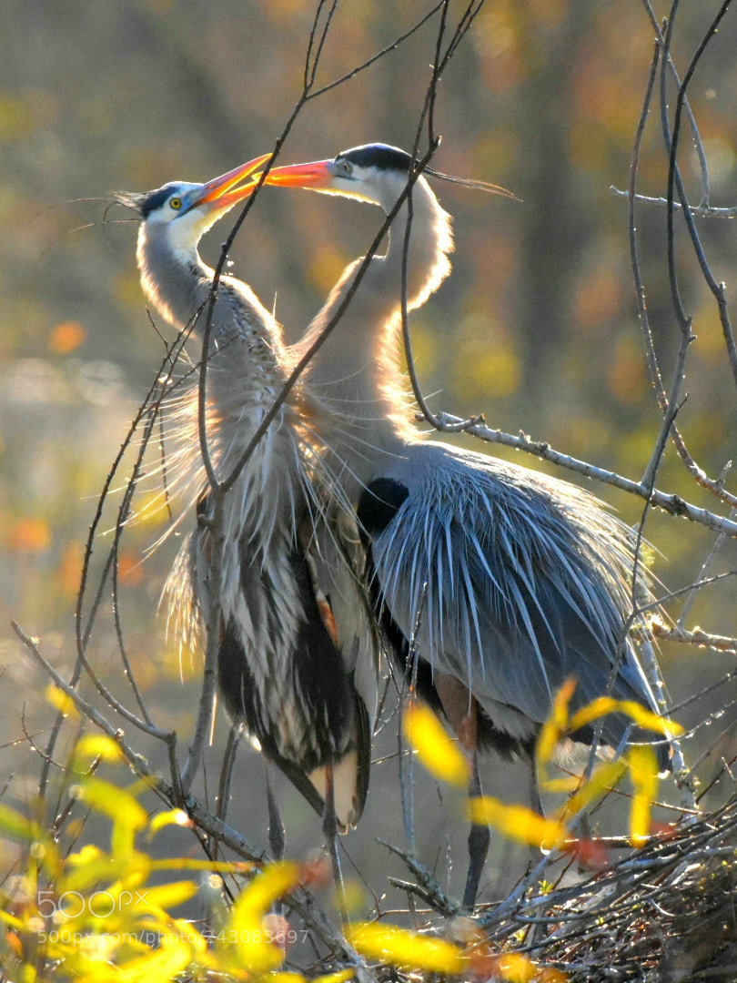 Nikon D7200 sample photo. Heron 19 - loving couple photography