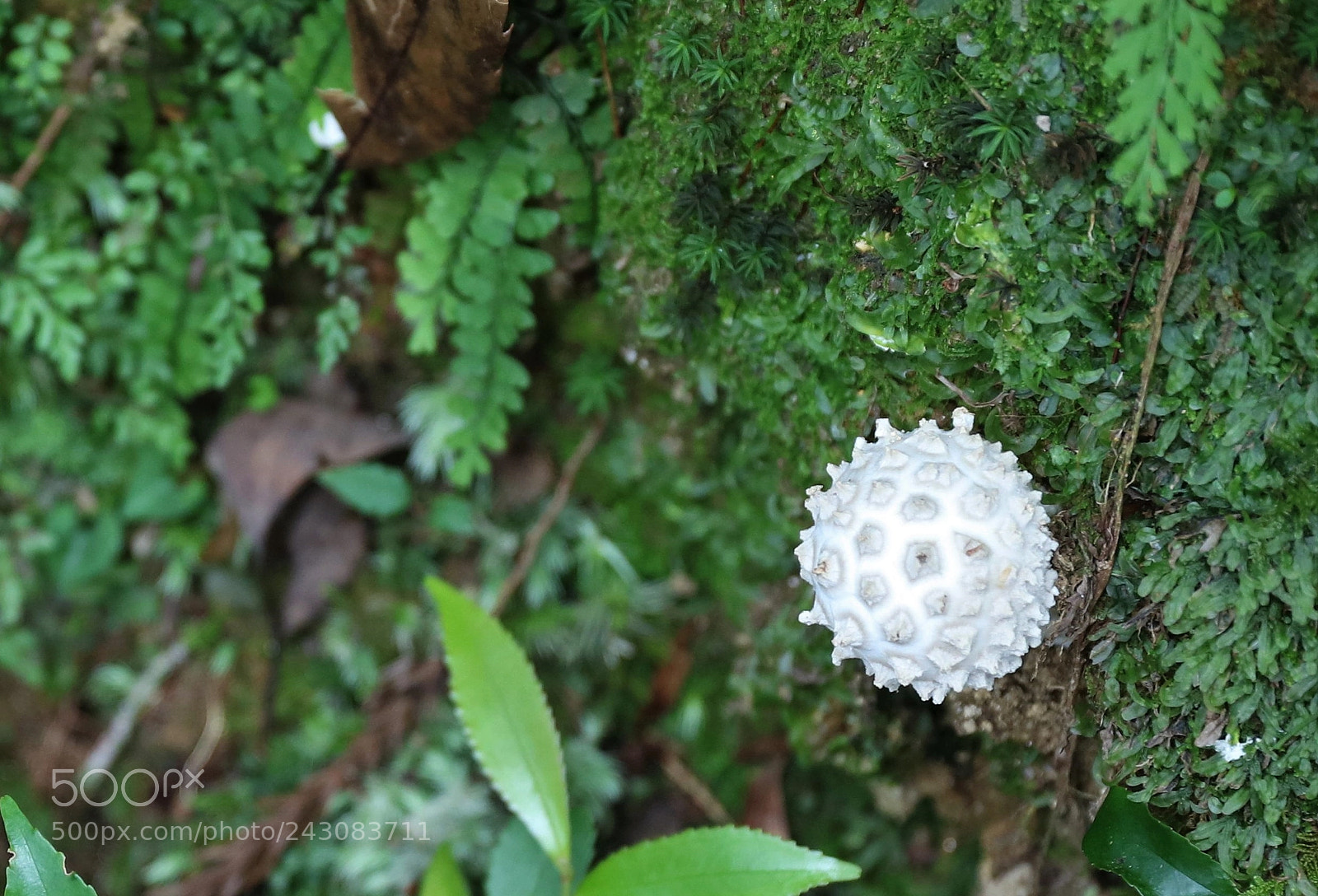 Canon EOS 5DS R sample photo. Yakushima's treasure photography