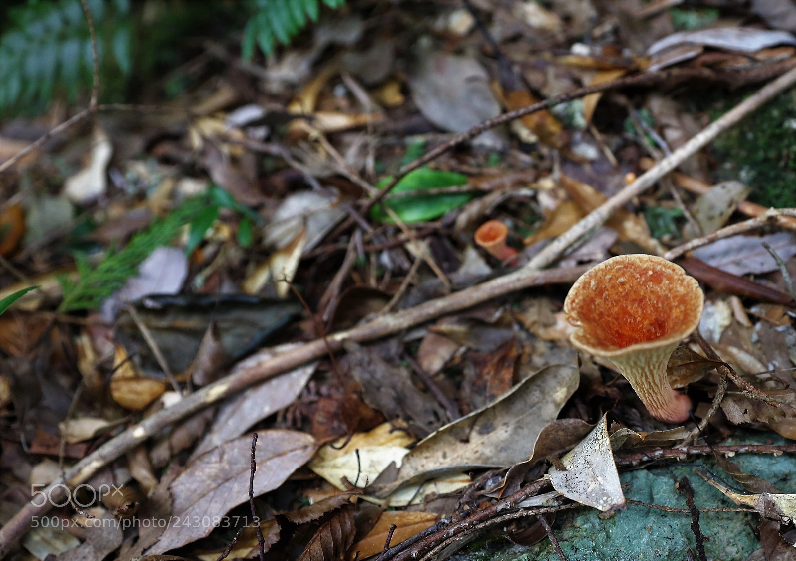 Canon EOS 5DS R sample photo. Yakushima's mushroom photography