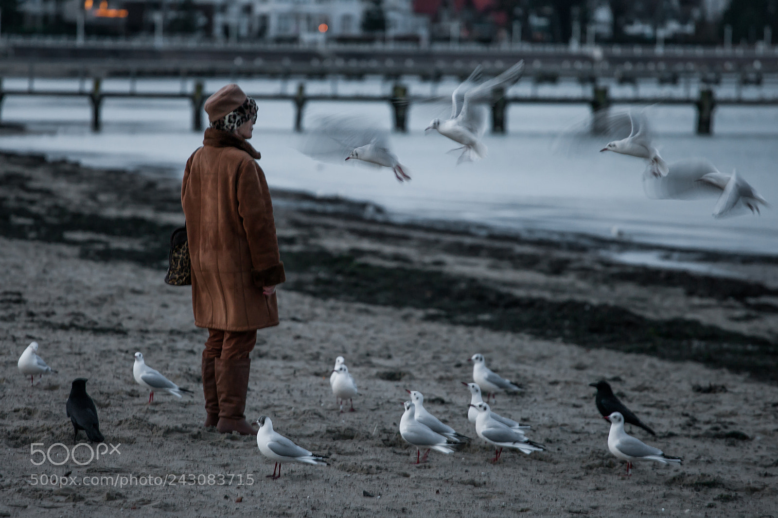 Canon EOS-1Ds Mark II sample photo. Seagull mom photography