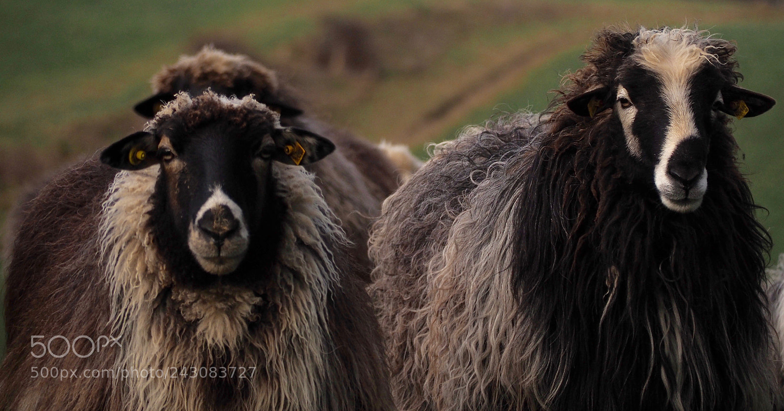 Olympus OM-D E-M5 II sample photo. Sheep oh sheep photography