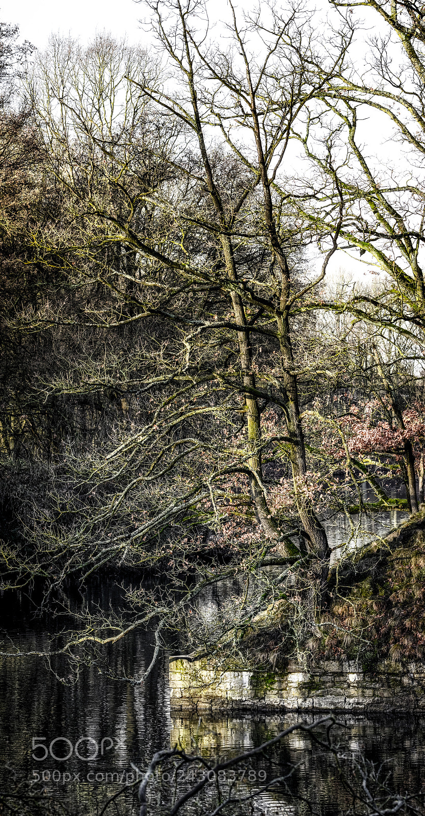 Nikon D500 sample photo. A tree on the photography