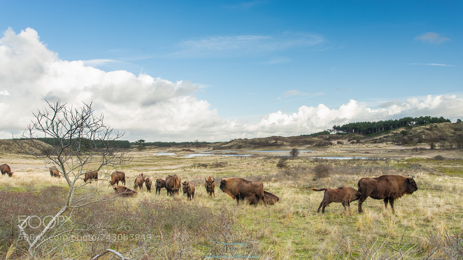 Sony a7 II sample photo. European bison at zandvoort photography