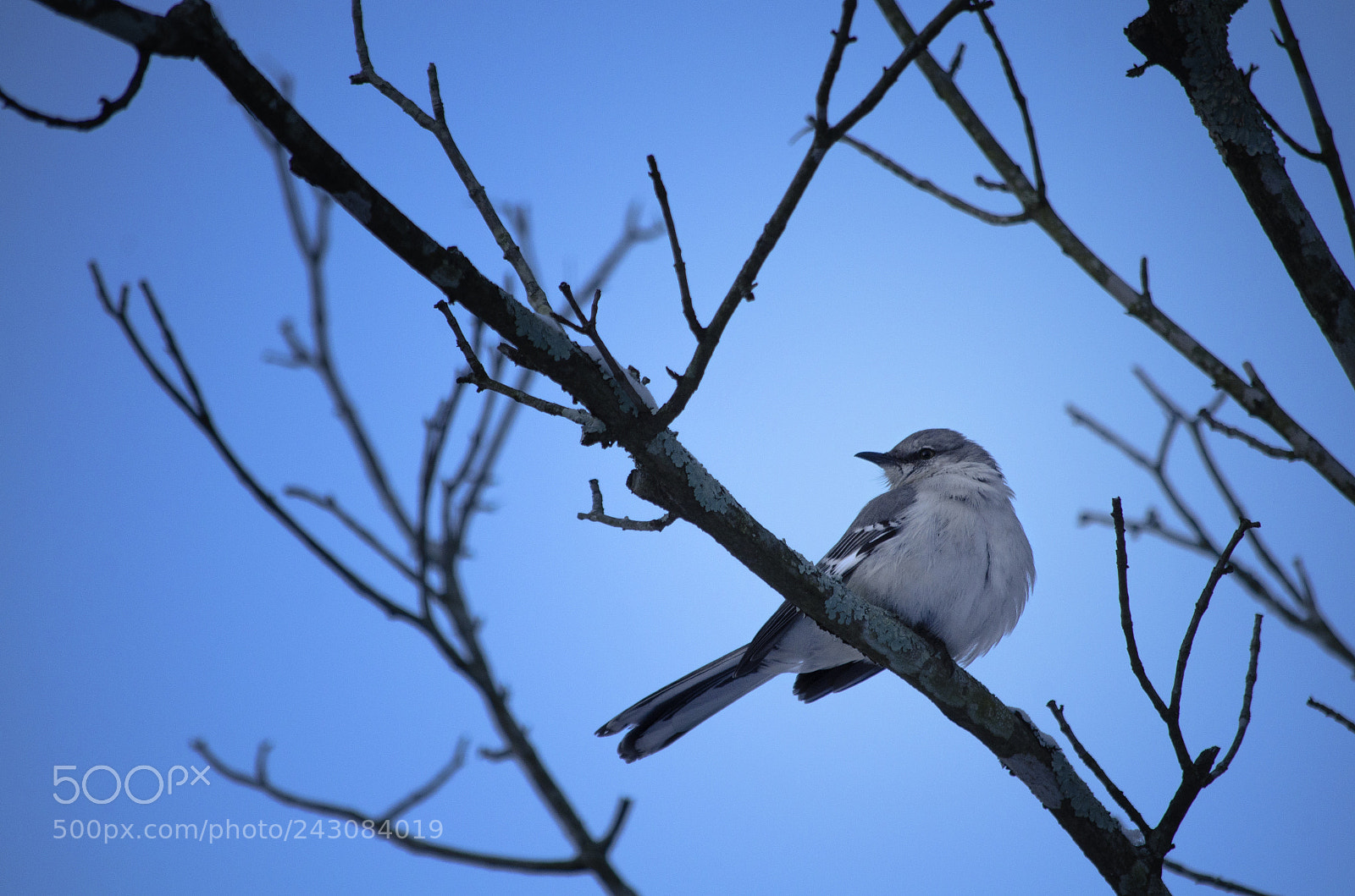 Nikon D5100 sample photo. Snowbird photography
