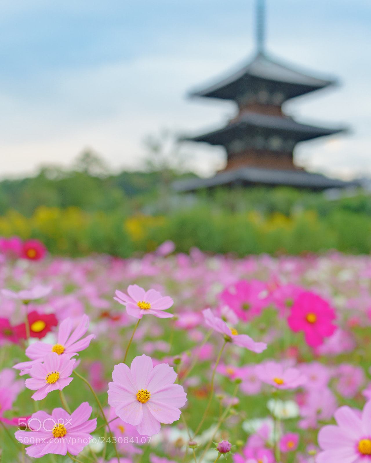 Sony a9 sample photo. Hokiji temple wrapped in photography