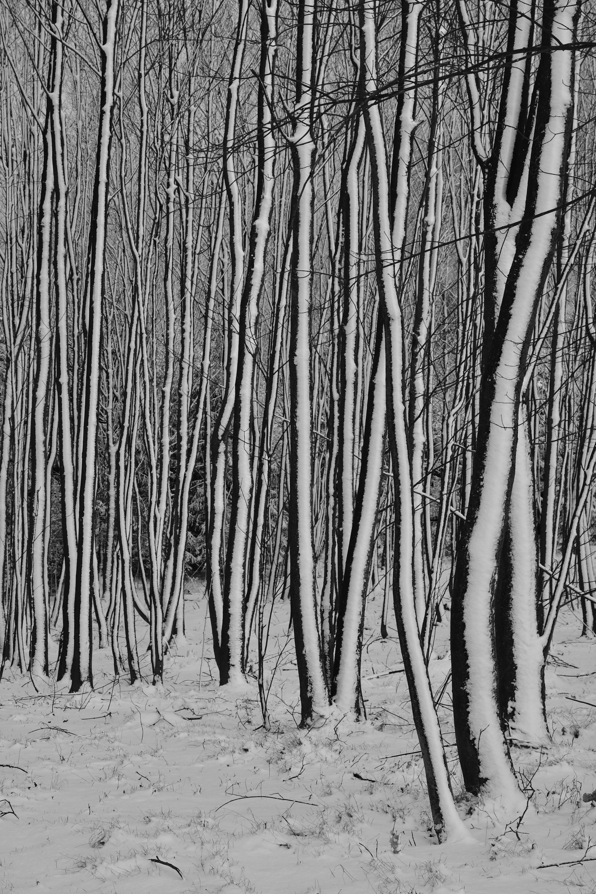 Nikon D500 sample photo. Winter photography