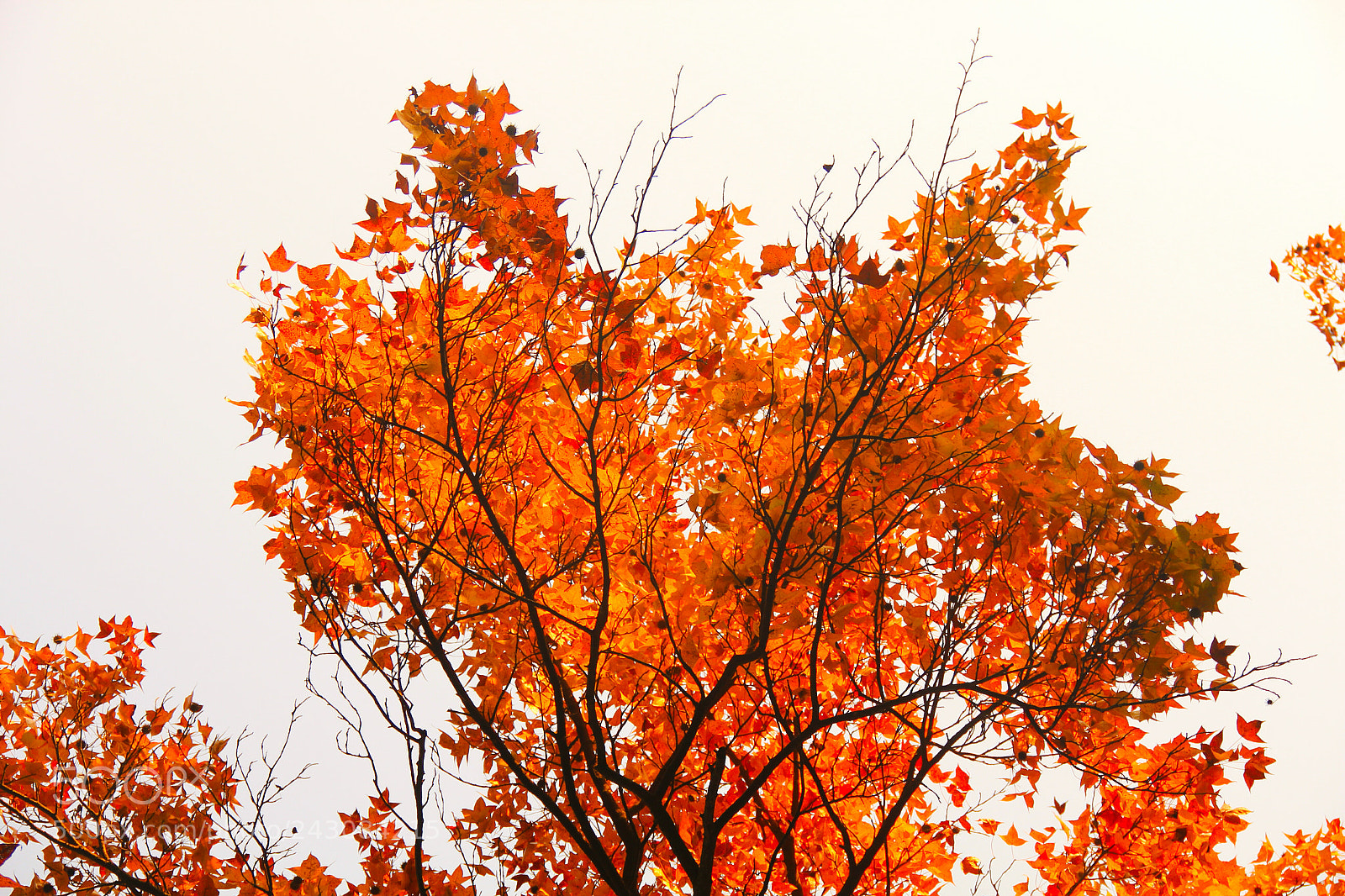 Canon EOS 60D sample photo. 枫 photography