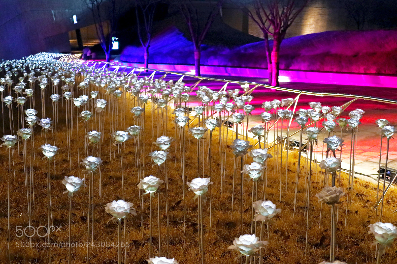 Canon EOS M3 sample photo. Led rose photography