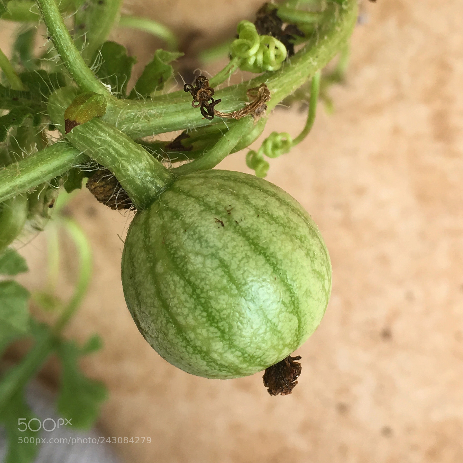 Apple iPhone SE sample photo. Growing watermelon photography