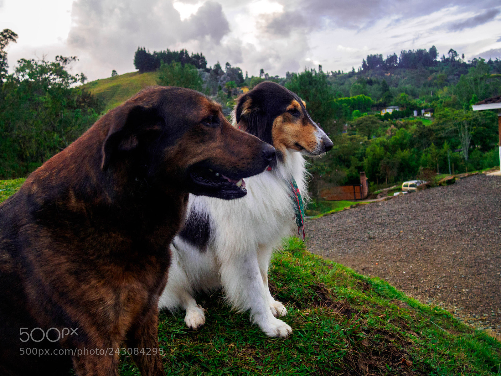 Olympus PEN E-PL6 sample photo. Country dogs photography