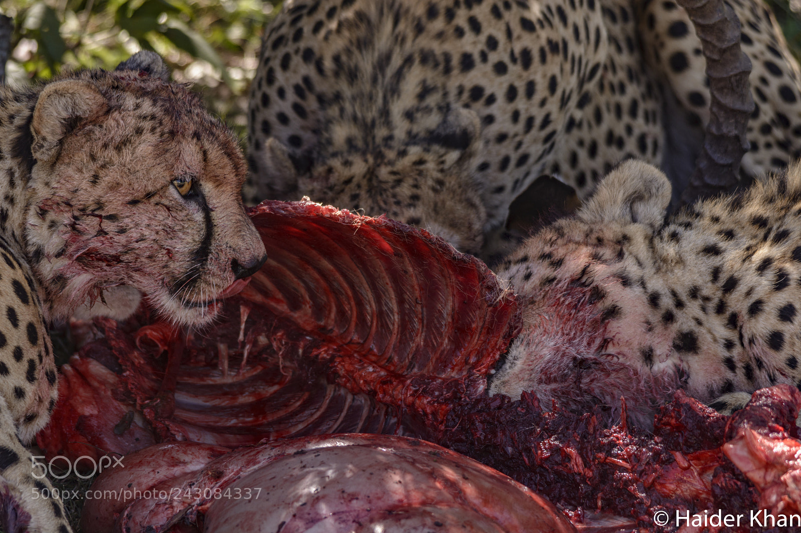 Nikon D7100 sample photo. Cheetah blood brothers photography