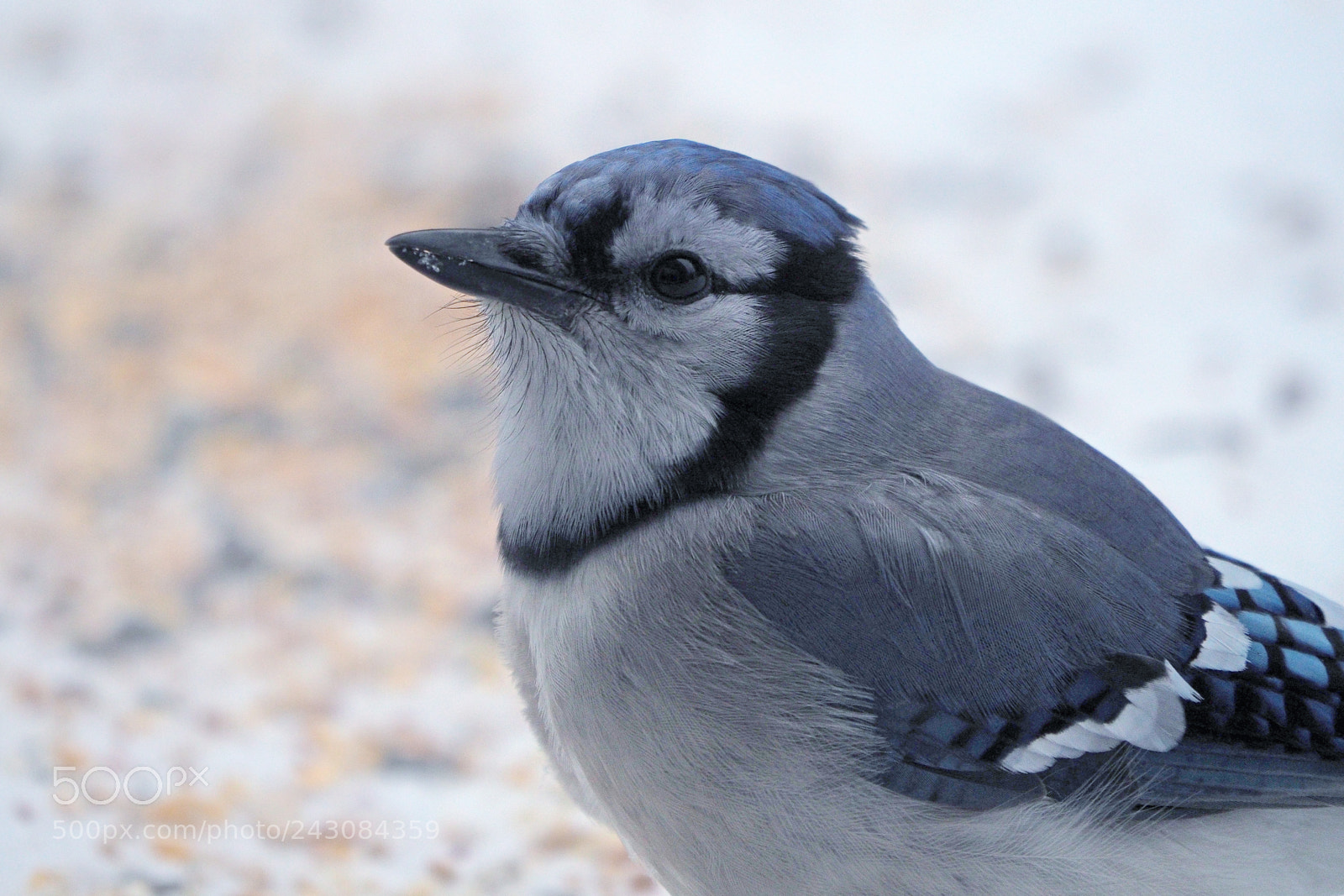 Olympus OM-D E-M10 II sample photo. Blue jay photography
