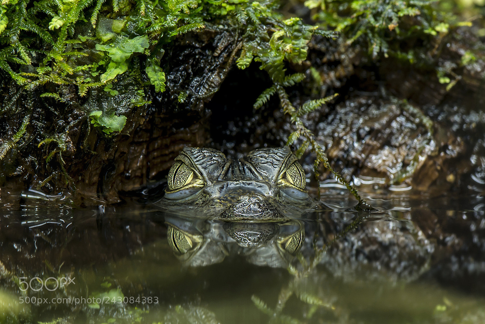 Nikon D800E sample photo. Brilkaaiman - caiman crocodilus photography