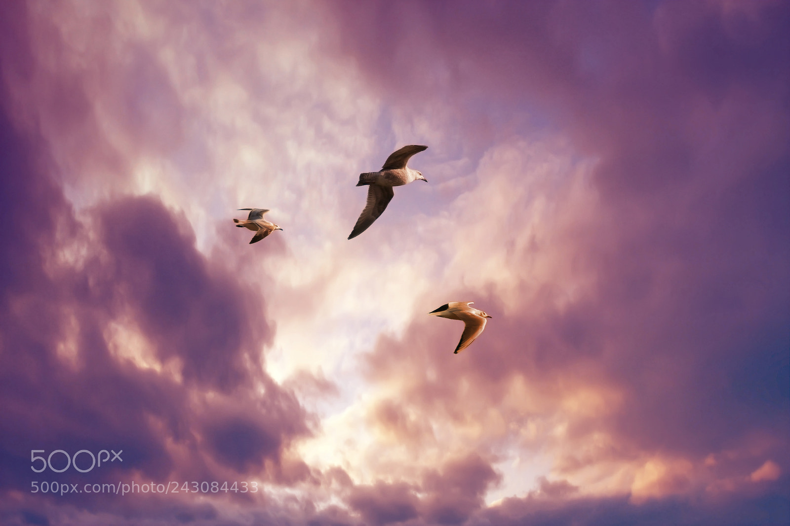 Canon EOS 40D sample photo. Seagulls flying in a photography