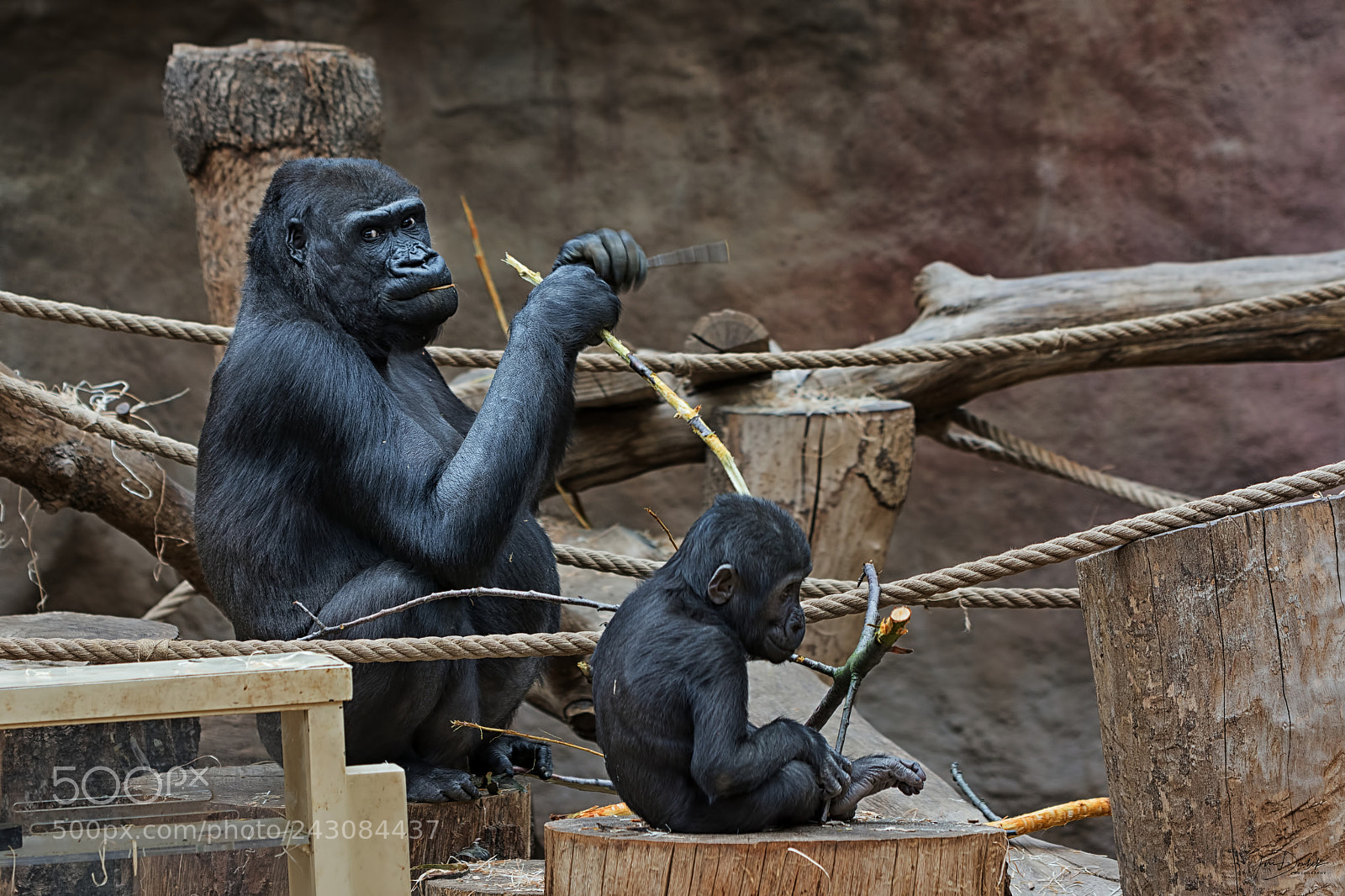 Nikon D7200 sample photo. Western gorilla photography