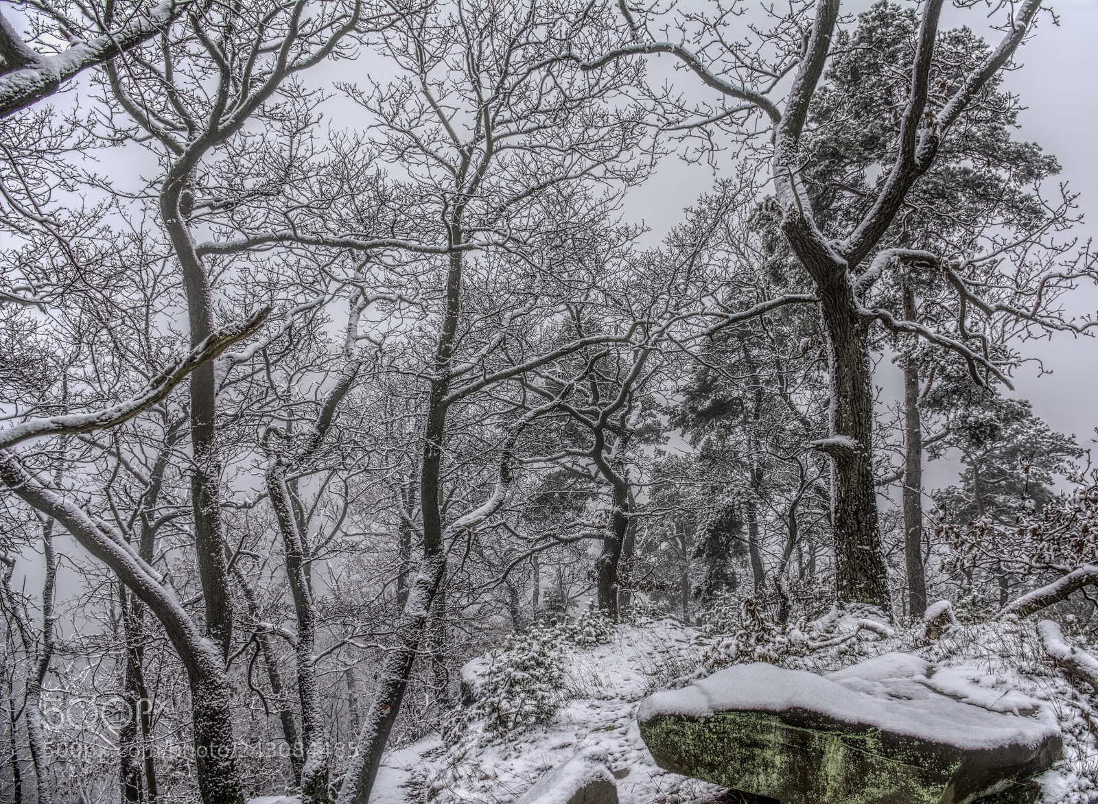 Nikon D7100 sample photo. Forest26 photography