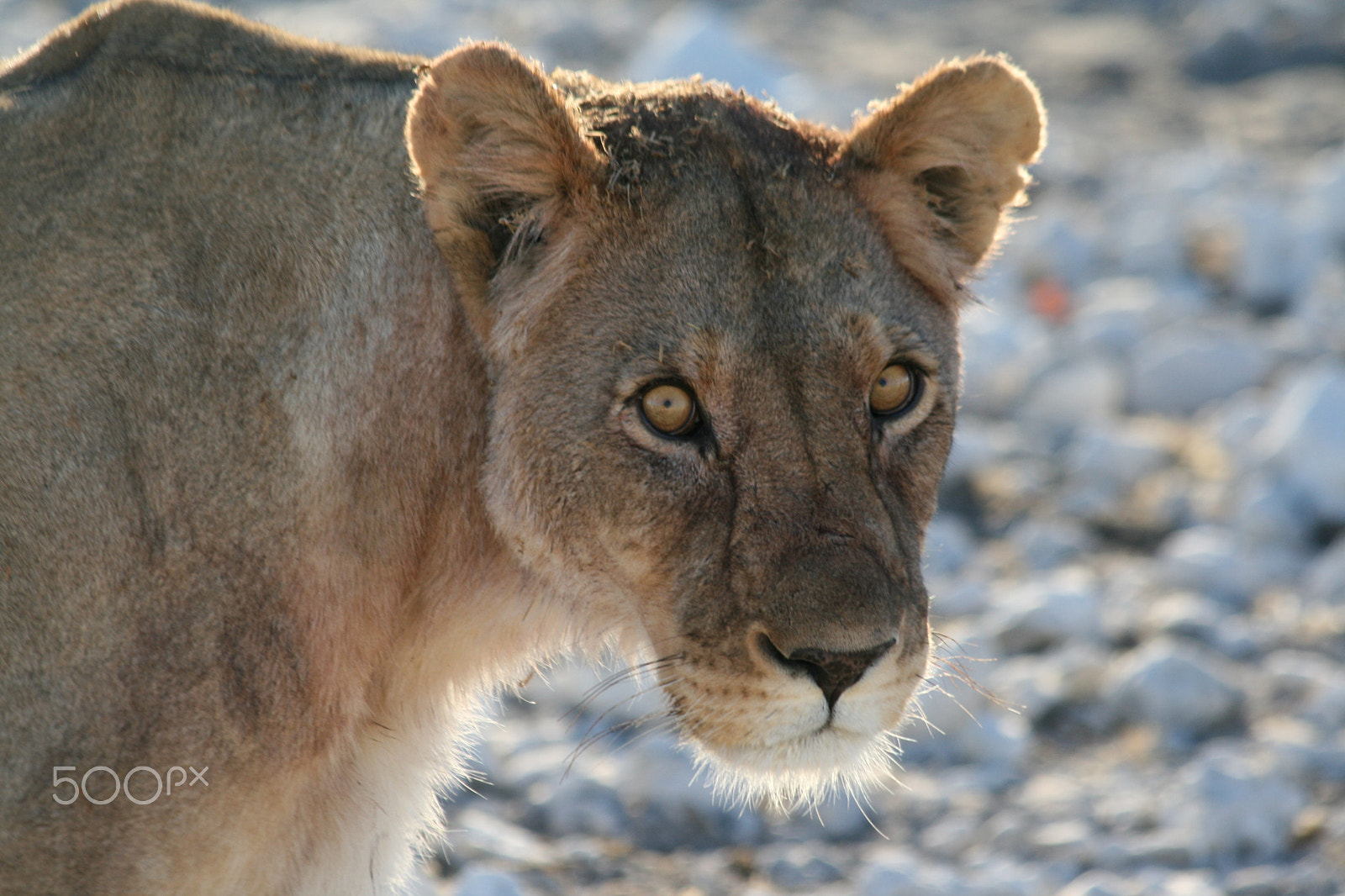 Canon EOS 400D (EOS Digital Rebel XTi / EOS Kiss Digital X) sample photo. Lioness - etosha, namibia photography