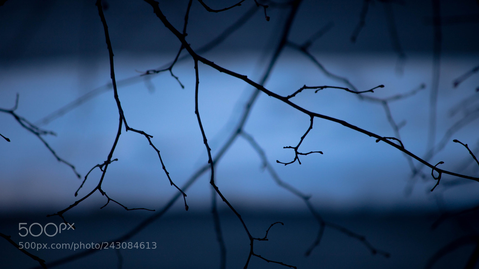 Canon EOS 750D (EOS Rebel T6i / EOS Kiss X8i) sample photo. Branches. photography