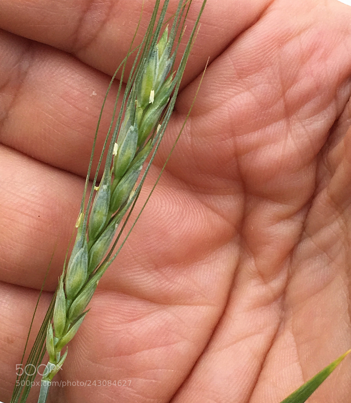 Apple iPhone SE sample photo. Wheat photography