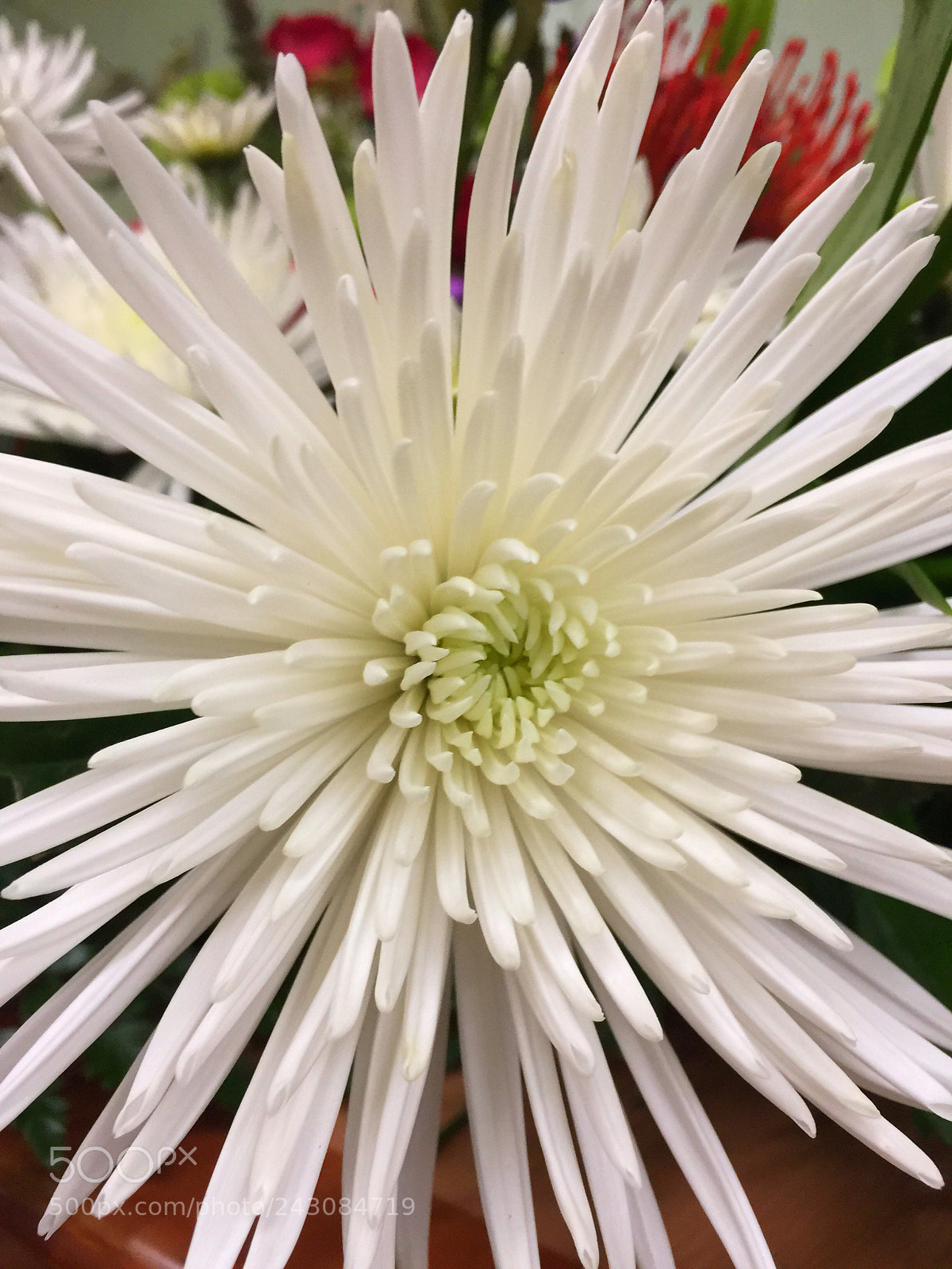 Apple iPhone 6 Plus sample photo. Today’s flower ? photography
