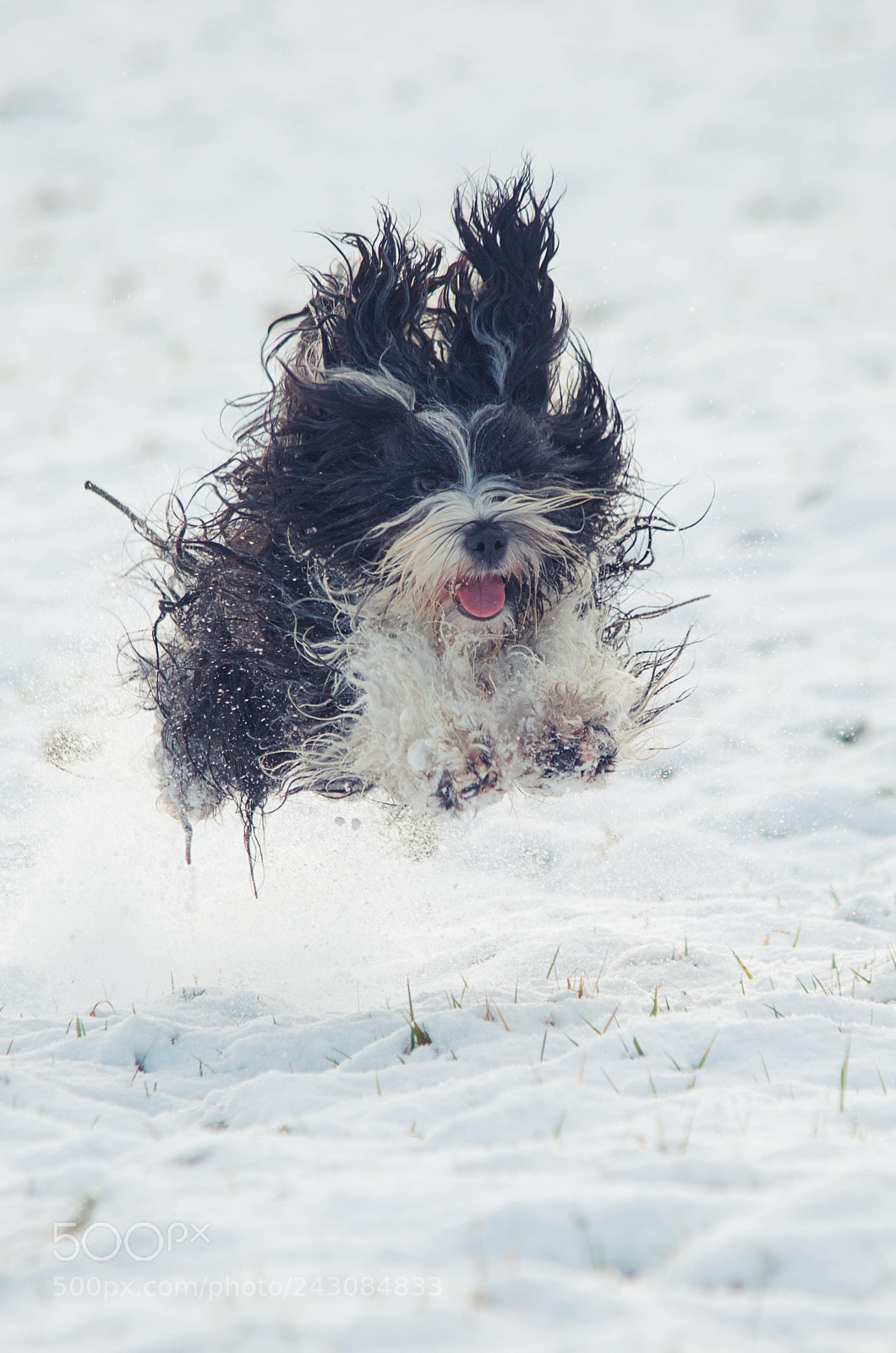 Nikon D5100 sample photo. Happy piper photography