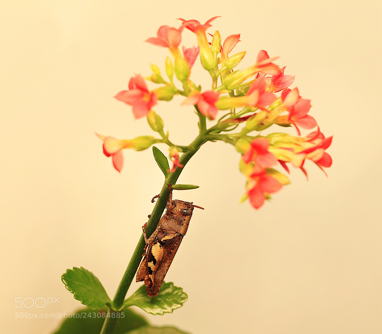 Canon EOS 5DS R sample photo. Untitled photography