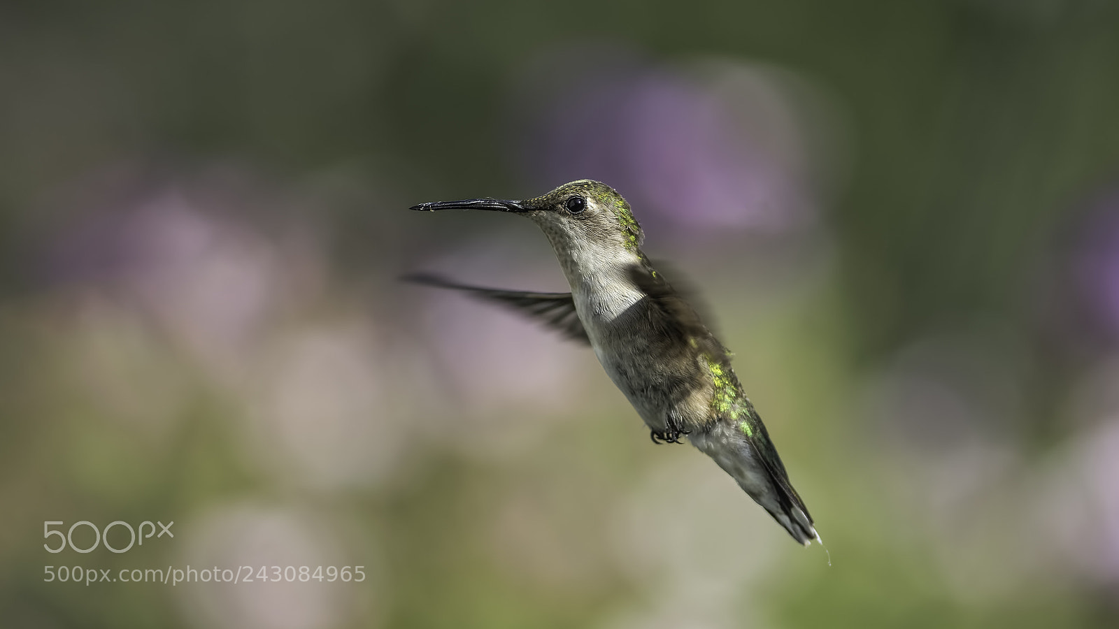 Nikon D7100 sample photo. Crusty beak photography