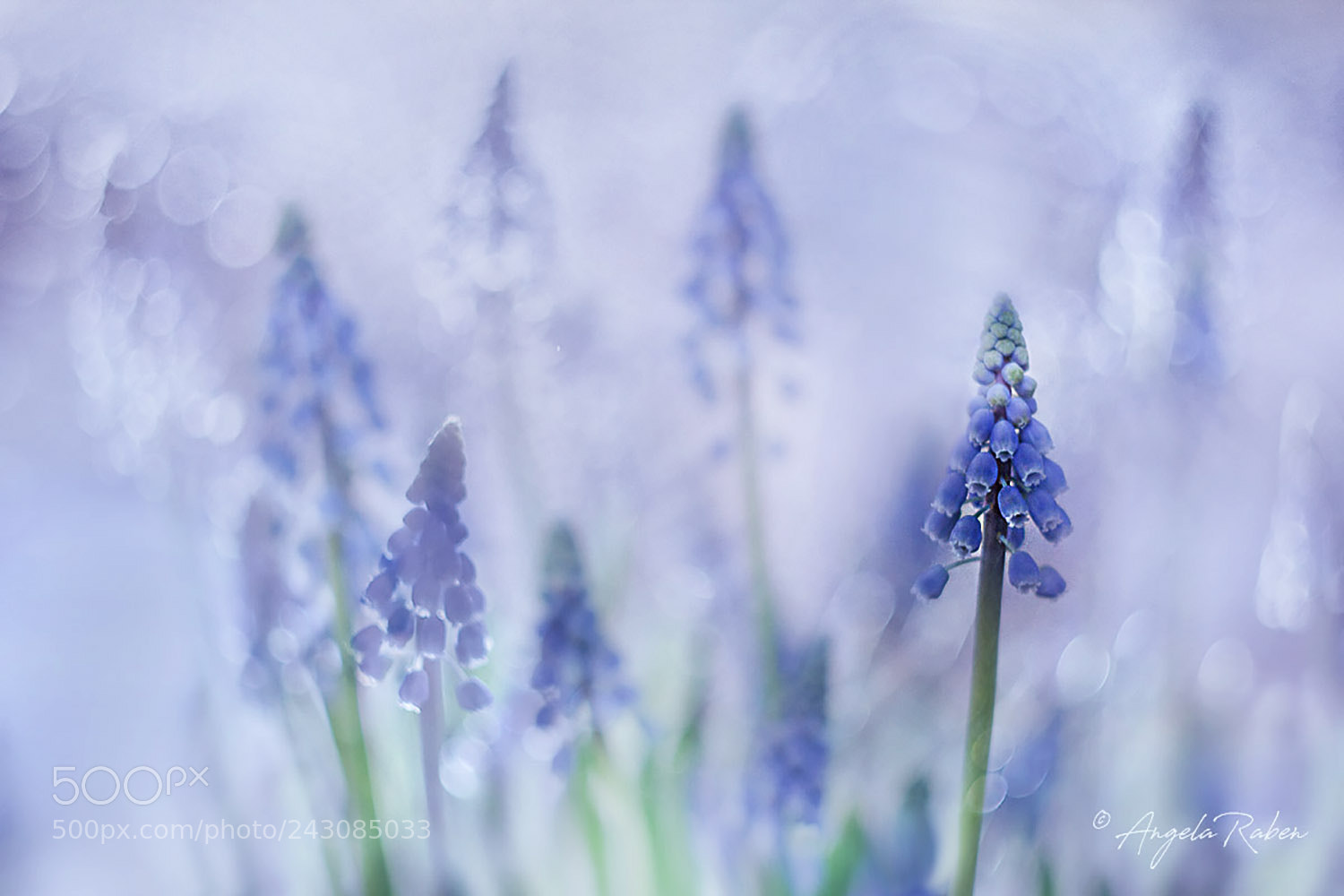 Canon EOS 60D sample photo. Grape hyacinth photography