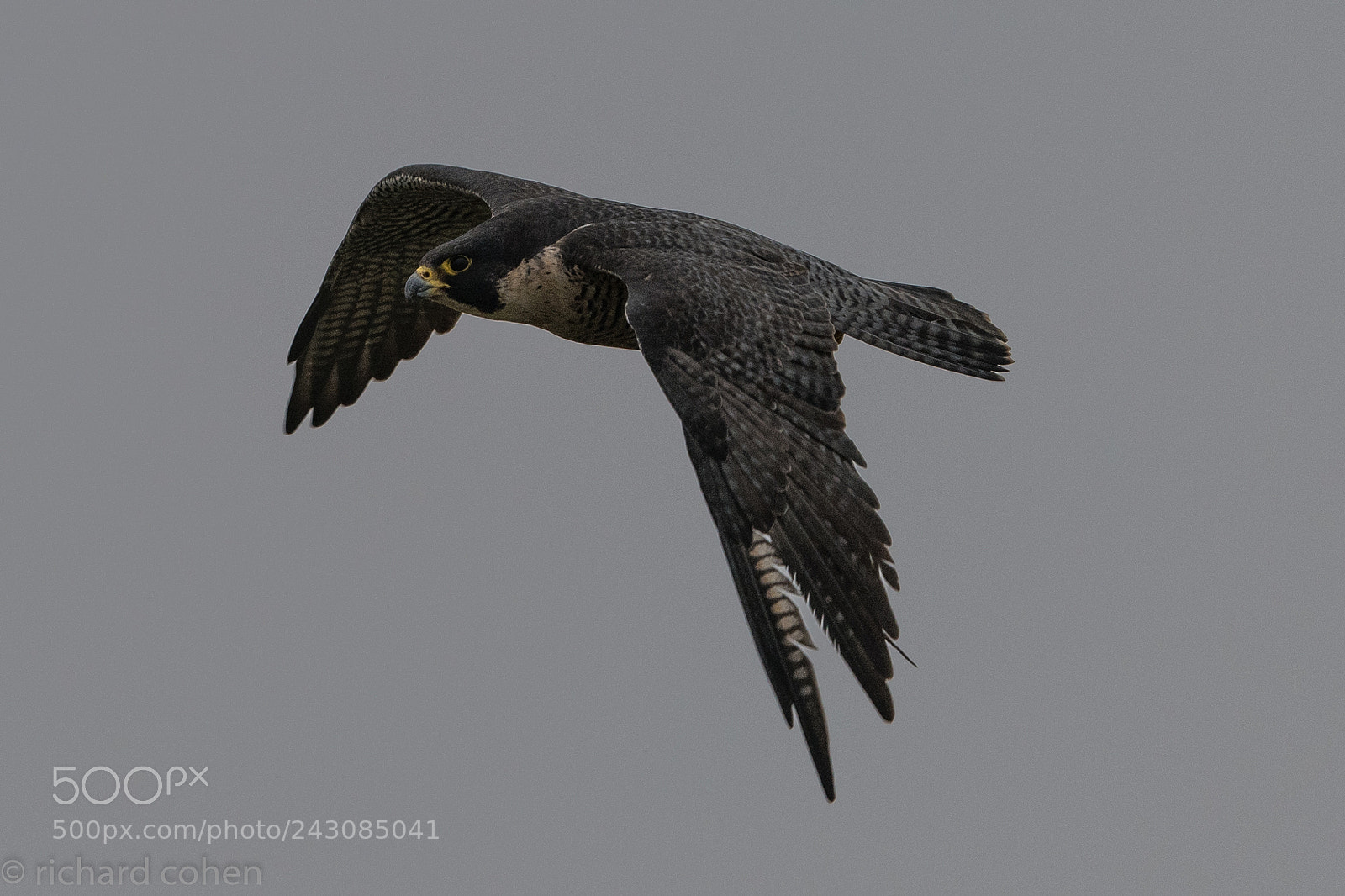Nikon D850 sample photo. The fastest animal! photography