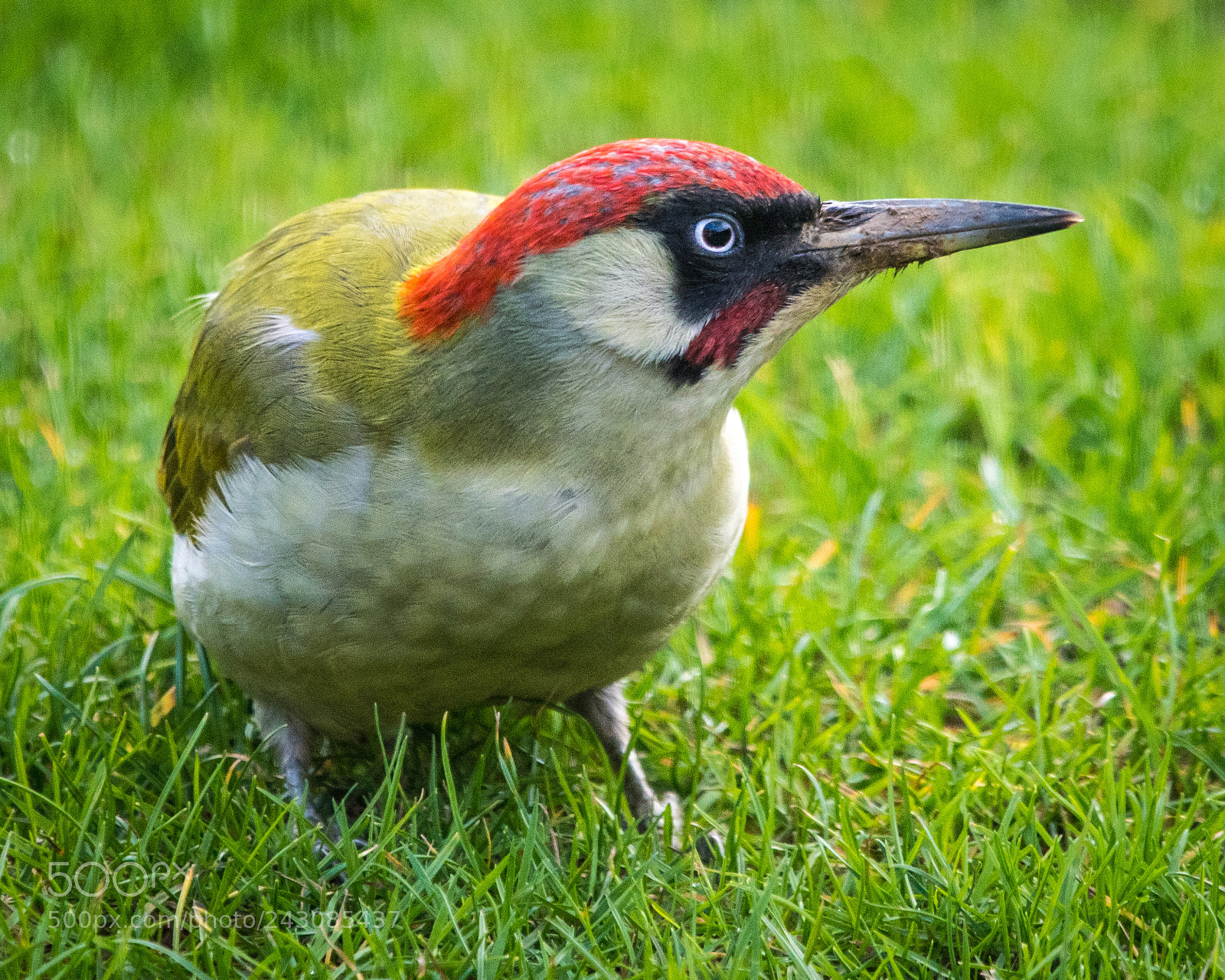 Nikon D850 sample photo. Green woodpecker photography