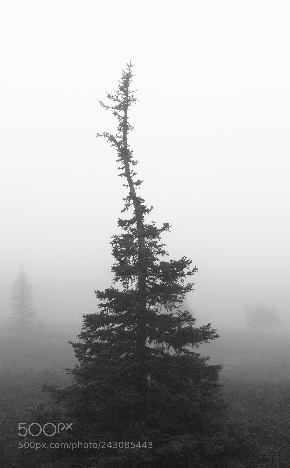 Canon EOS 760D (EOS Rebel T6s / EOS 8000D) sample photo. Misty swamp. photography